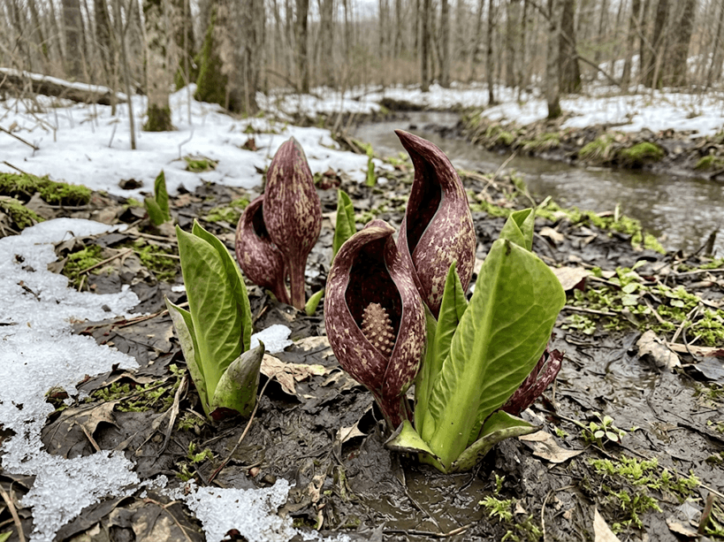 Skunk Cabbage